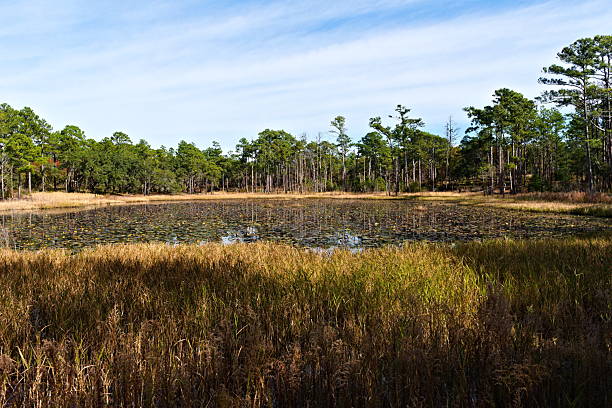 istock Carolina Beach State Park Lily Pond 2253257772