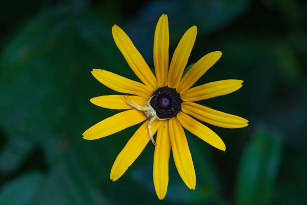 istock Crab Spider Hunting on Brown Eyed Susan 2253258997