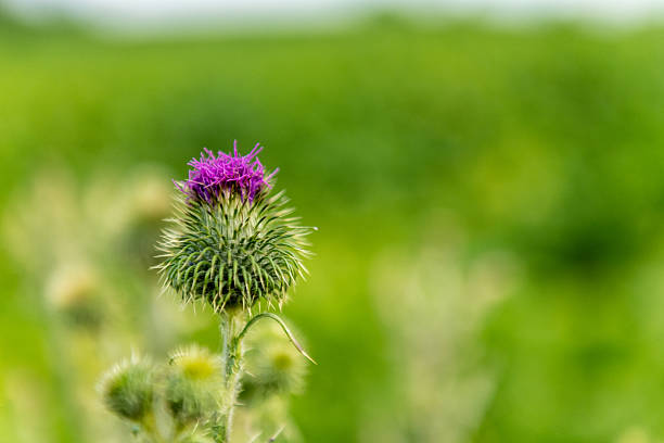 istock Nature in East Flanders 2253259710