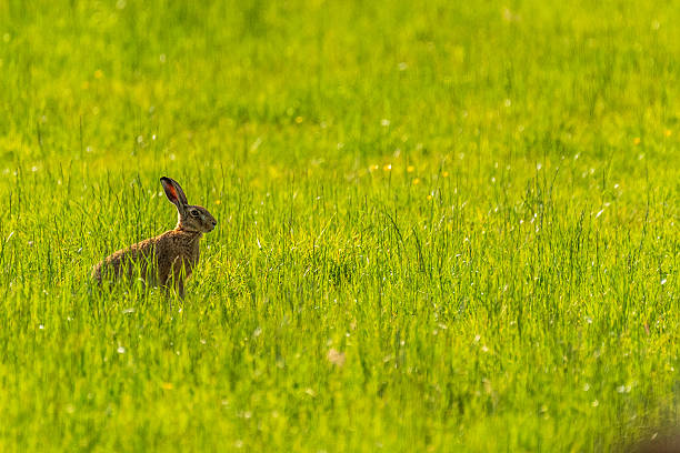 Telephoto of a hare running through a field in east-flanders, belgium