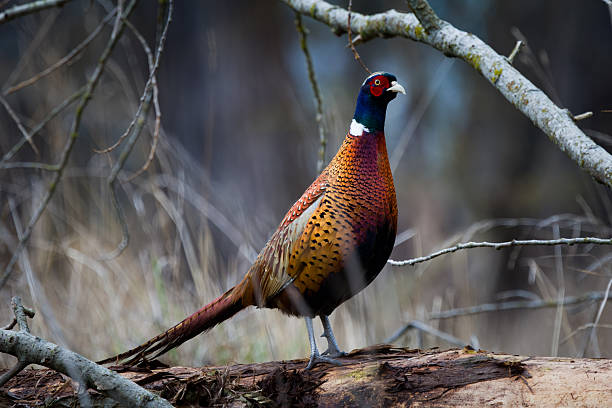 istock Nature image of a common pheasant (Phasianus colchicus) in muted November overcast conditions. 2253260363