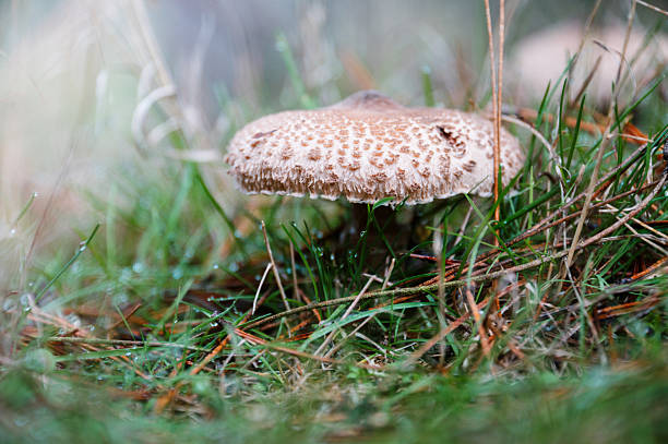 Detailed view of a parasol mushroom growing in its natural habitat. Concept of wild mushrooms, forest flora, edible fungi, and nature study.