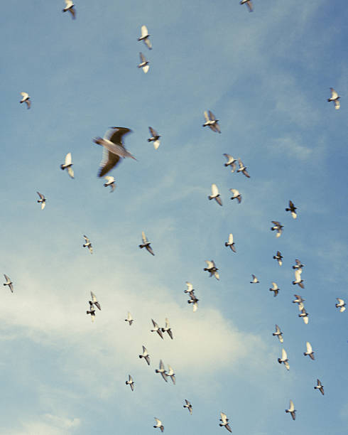 istock A sky of seagulls 2253260640