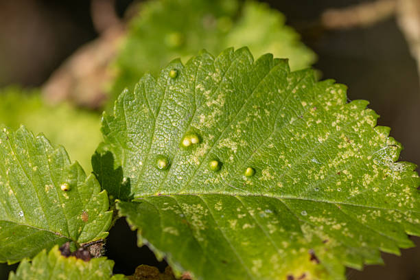 istock unidentified galls on a green leaf at Seaton Wetlands, Devon, UK 2253260819