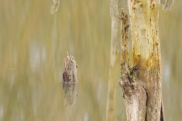 Trees reflected in the pond, green-gray water surface with reflected tree trunks, dead trees without bark reflected in the water, green-brown lines in the lake, gray-brown colors on the lake