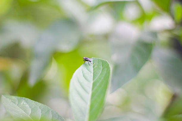 Macro photograph of a small fly resting on the tip of a green leaf, captured with shallow depth of field and soft natural light