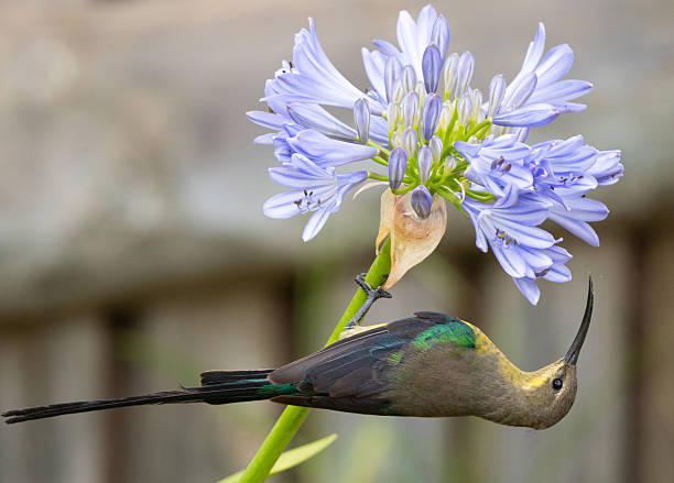 A Malachite Sunbird feeding on an Agapanthus flower (lily of the Nile).