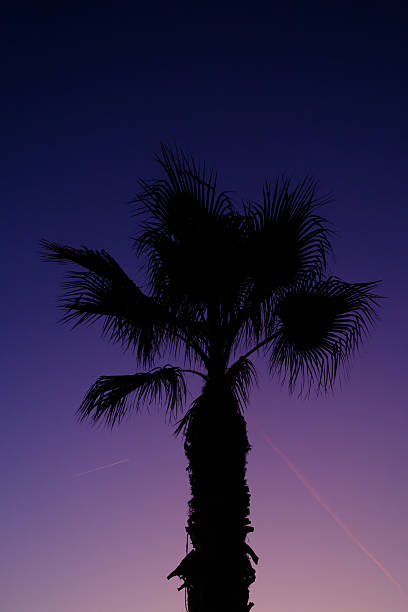 Palm tree silhouette standing against a beautiful purple and blue gradient sunset sky with subtle airplane contrails, evoking tropical tranquility and peaceful dusk