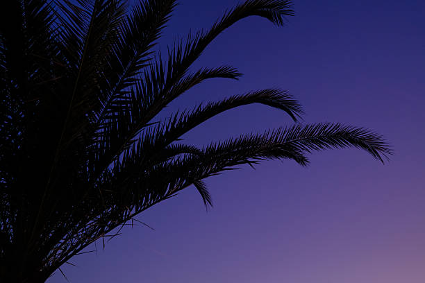A group of birds soars across a warm orange evening sky while silhouetted palm fronds frame the peaceful tropical scene at golden hour