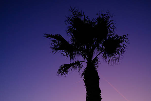 Palm tree creating a dark silhouette against a vibrant purple and blue twilight sky, evoking feelings of tropical relaxation, tranquility, and natural beauty at dusk