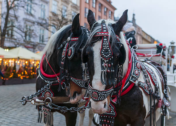 Two decorated horses standing in traditional harnesses attached to a carriage in an urban square. Cultural travel and tourism concept highlighting city traditions, animal transport, and historic street atmosphere.