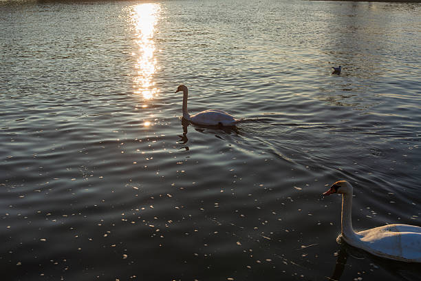 istock Swans swimming on calm water with sunlight reflections 2253263199