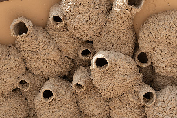 cliff swallows make nests in sheltered ledges or buildings