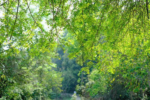 Close-up of vibrant green leaves hanging from above, bathed in sunlight, creating a foreground canopy-like effect. Background of soft-blurred greenery suggests a dense forest or garden. Shallow depth of field keeps leaves sharp while fading the background, with green hues accented by sunlight-kissed yellow patches. Conveys tranquility and the fresh vitality of nature. No people, animals, or artificial objects are visible. Suitable for themes of foliage photography, forest landscapes, and natural serenity.