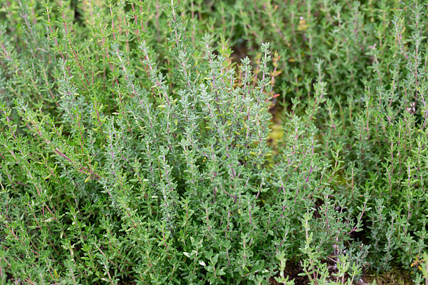 istock Thymus vulgaris 'Compactus'is a fine herb with green leaves 2253264270