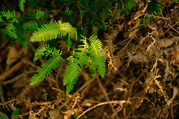 Fern Background