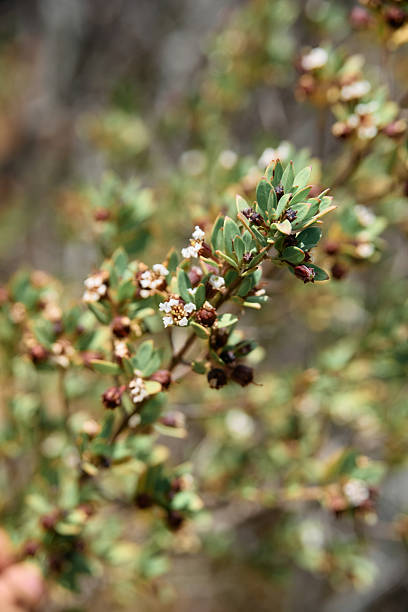 istock Pemphis acidula is a hardy coastal shrub or small tree commonly found along tropical shorelines. It thrives in rocky and sandy coastal habitats, tolerating salt spray and strong winds 2253264394