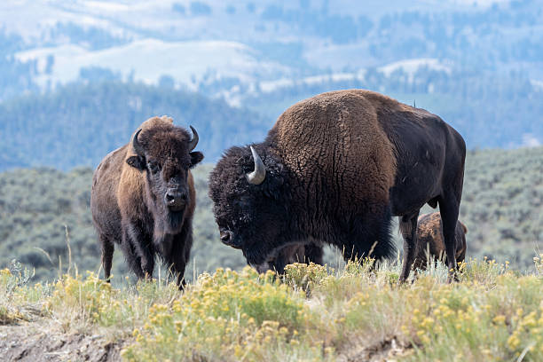 istock Two buffalo are standing in a field 2253264924