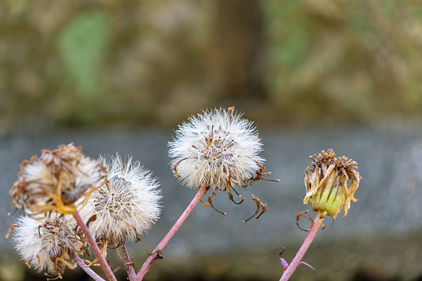 A detailed view of dandelion seed heads at different stages, showing delicate white fluff against a calm natural background.