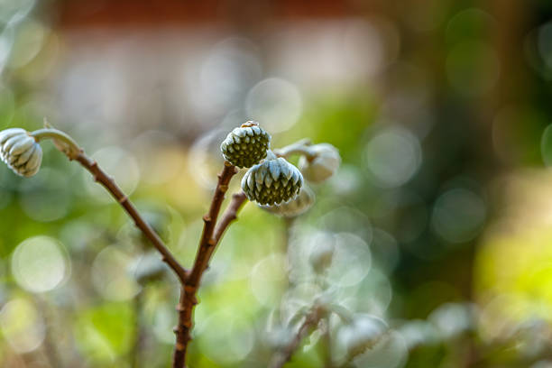 Mitsumata flower buds captured in soft focus, surrounded by fresh green bokeh that suggests the coming of spring.