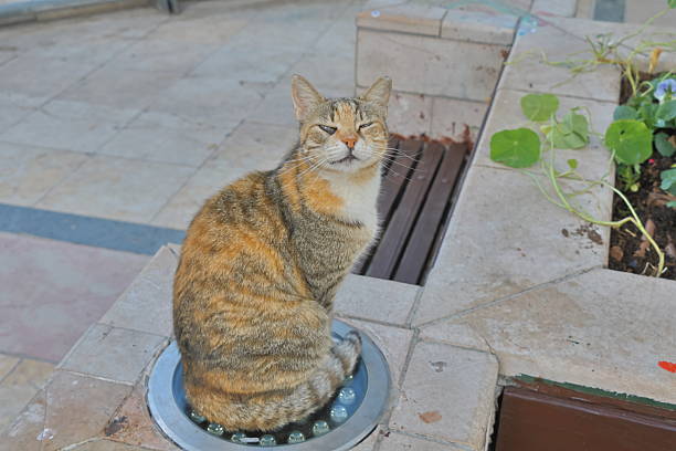 A cat with a tabby coat sits on a round metallic disc embedded in a tiled garden floor. The surroundings feature a stone planter with green foliage and small flowers. The cat appears relaxed, positioned near the edge of the planter, with visible stone tiles adding texture to the scene.