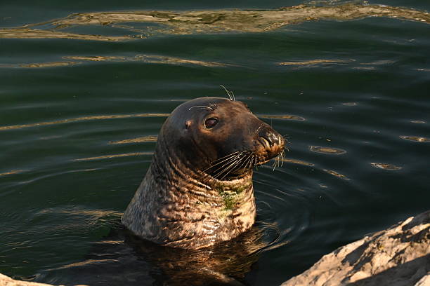 istock Seal, Phoca vitulina, in natural marine environment 2253265745