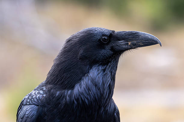 istock Black raven is standing on the ground 2253265837