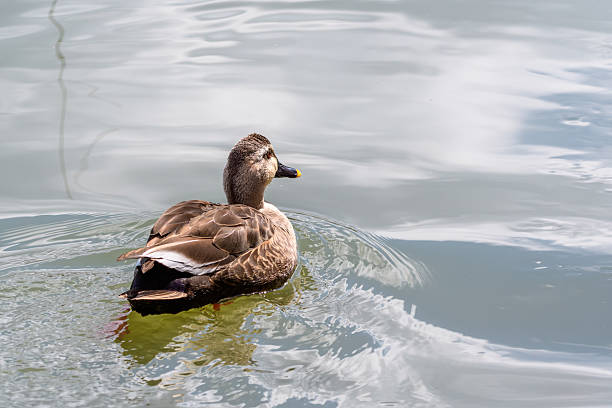 istock Little Grebe Swimming on Calm Water 2253265849
