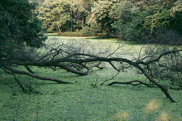 A large, leafless fallen tree with dark, weathered bark stretches horizontally across a wetland, partially submerged in water covered by dense green aquatic vegetation (e.g., duckweed). Gnarled roots and twisted limbs contrast with the vibrant green surface. In the background, a lush multi-layered forest with tall trees fades into a misty, sunlit distance. Soft light filters through the canopy, casting dappled shadows and highlighting the interplay between decay and vitality. No people or artificial elements are visible, preserving the untouched woodland habitat. Well-suited for themes of forest ecosystems, wetland landscapes, and natural resilience.