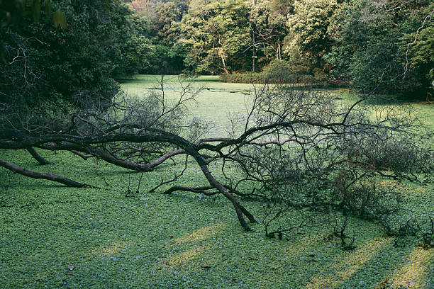 A large, leafless fallen tree with dark, weathered bark stretches horizontally across a wetland, partially submerged in water covered by dense green aquatic vegetation (e.g., duckweed). Gnarled roots and twisted limbs contrast with the vibrant green surface. In the background, a lush multi-layered forest with tall trees fades into a misty, sunlit distance. Soft light filters through the canopy, casting dappled shadows and highlighting the interplay between decay and vitality. No people or artificial elements are visible, preserving the untouched woodland habitat. Well-suited for themes of forest ecosystems, wetland landscapes, and natural resilience.