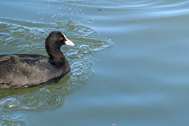 istock Eurasian Coot Creating Ripples on Water 2253266414