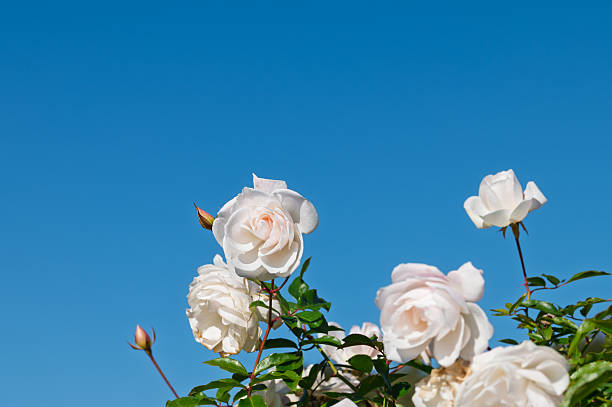 Elegant white roses blooming under a clear blue sky, creating a fresh and peaceful floral scene with ample copy space.