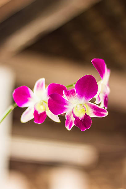 purple orchid flower
