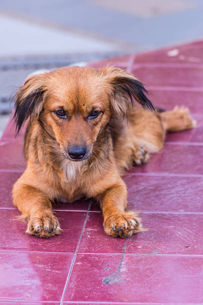 thai stray dog homeless
