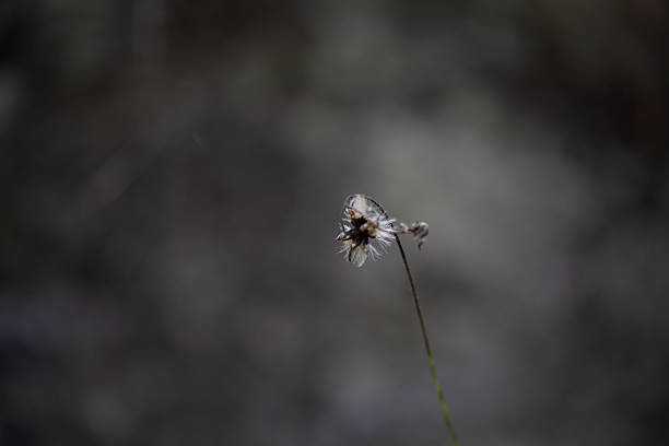 Makro photography of a flower taken in a forest in Ötz, Tirol, Austria.