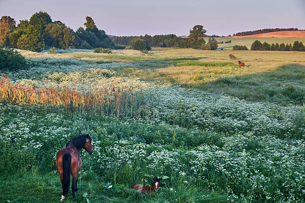 Peaceful rural landscape with horses in a green flowering meadow during warm summer evening. Mare and foal resting in tall grass, wide countryside view, natural harmony and freedom. Ideal for nature, farming, and countryside concepts.