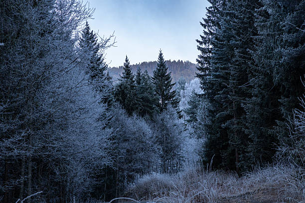 Winter river at dawn