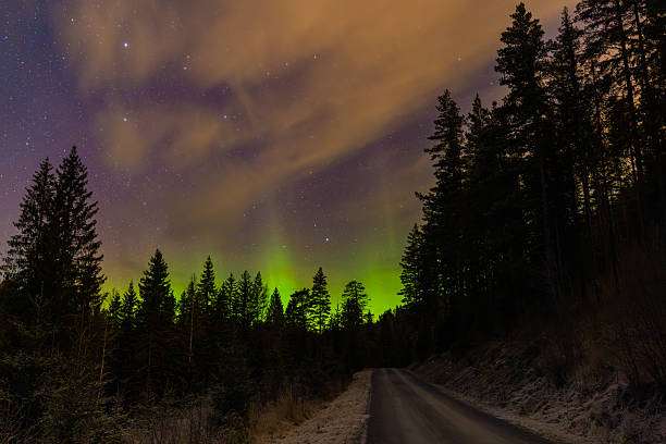 Green aurora borealis illuminates the night sky above a quiet forest road, with stars visible through drifting clouds. Dark conifer trees frame the scene, creating a calm winter atmosphere in a Nordic landscape.