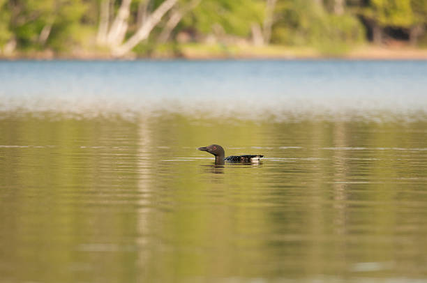 istock Common Loon in environmental image on a lake 2253269527