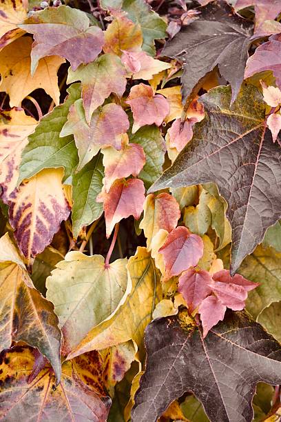 A vibrant, full-frame shot of ivy leaves transitioning through autumn colors, including deep red, purple, orange, and yellow. The dense foliage creates a natural pattern and texture, perfect for seasonal backgrounds and nature-themed designs.