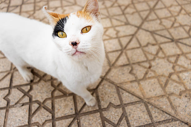 A street cat standing on patterned pavement and looking up toward the camera. Captured in Morocco, this image shows natural posture, soft light, and an authentic urban environment with cultural textures.