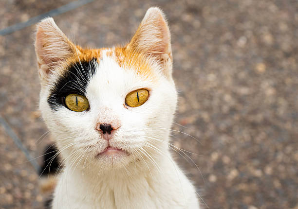 Close-up portrait of a curious street cat with golden eyes, photographed outdoors in Morocco. The shallow depth of field highlights facial details and expression, creating a warm and intimate animal portrait.