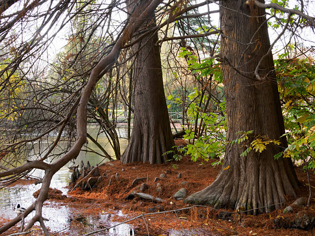 istock Autumn at Parco Sempione, Milan 2253271502