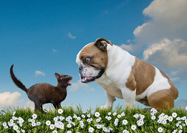 Cut out image of black cat and Bulldog face to face in meadow, confrontation