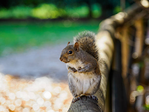 Autumn at Parco Sempione, public park in Milan, Lombardy, Italy: a squirrel