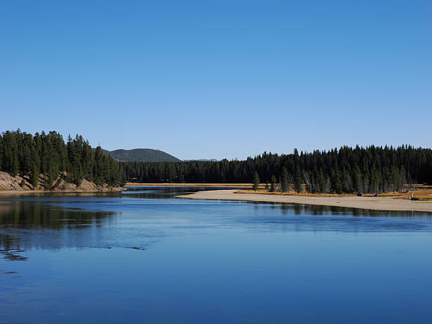 A wide, serene section of the Yellowstone River winding through dense pine forests with sandy banks under a clear blue sky.