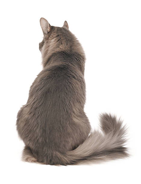 istock Adorable fluffy gray cat turned  back on white background 2253273458