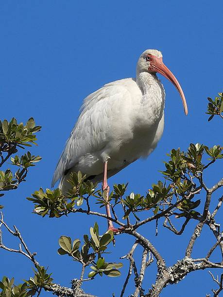 istock White Ibis Perched on Tree Branch Against Blue Sky 2253274275