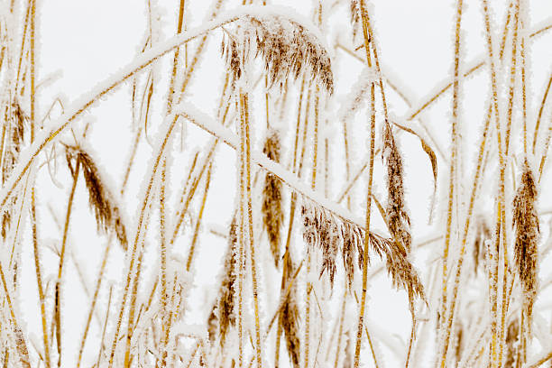 Winter morning  in a park
