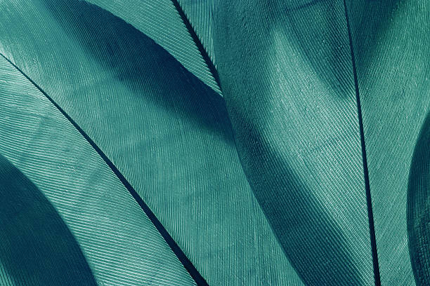 istock Aesthetic nature closeup pattern from bird feathers, natural texture as organic background, wallpaper, backdrop, design concepts. Vivid monochrome gradient green blue color. Minimal trend photo. 2253276389